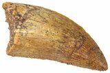 Serrated, Carcharodontosaurus Tooth - Real Dinosaur Tooth #267751-1